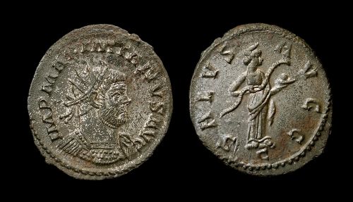 max salus ant 5.jpg