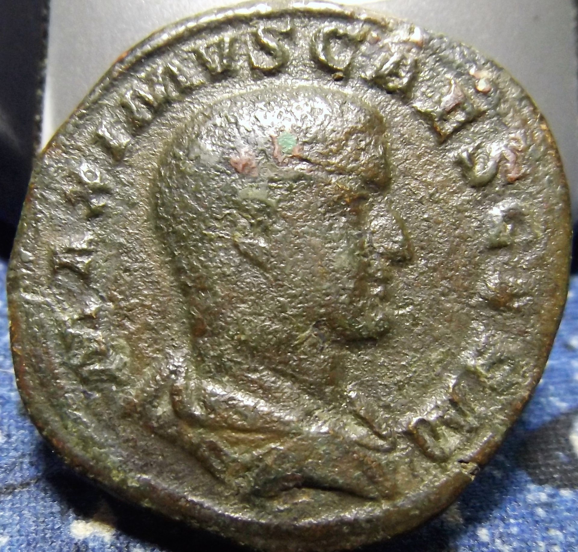 Maximus, son of Thrax 003.JPG