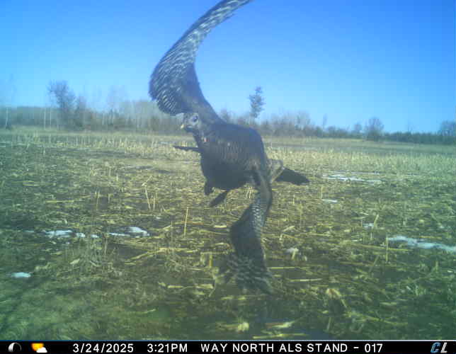 mayday mayday turkey.jpg