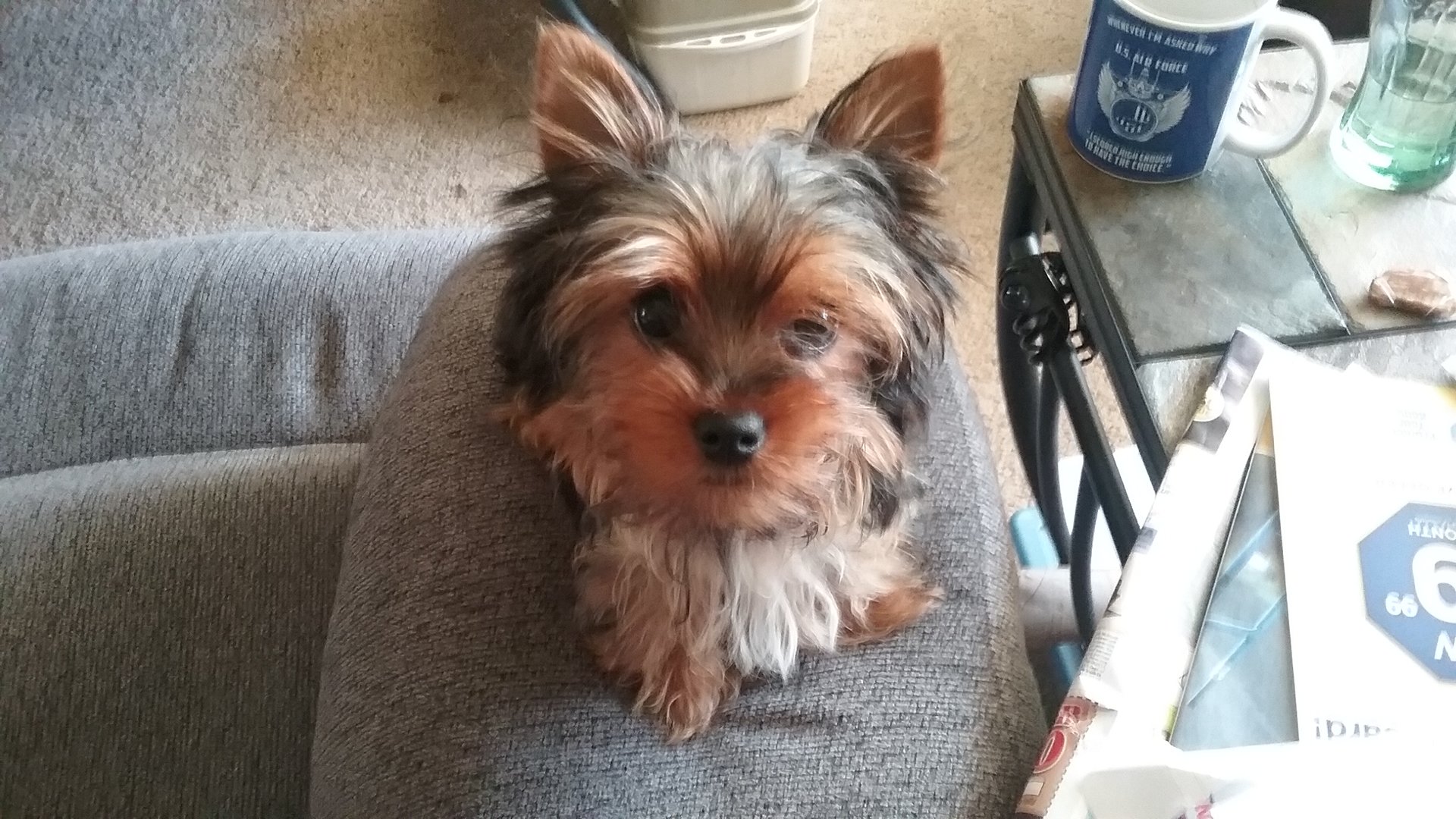 Meeka.jpg