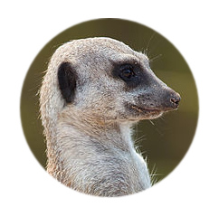 meerkat.jpg