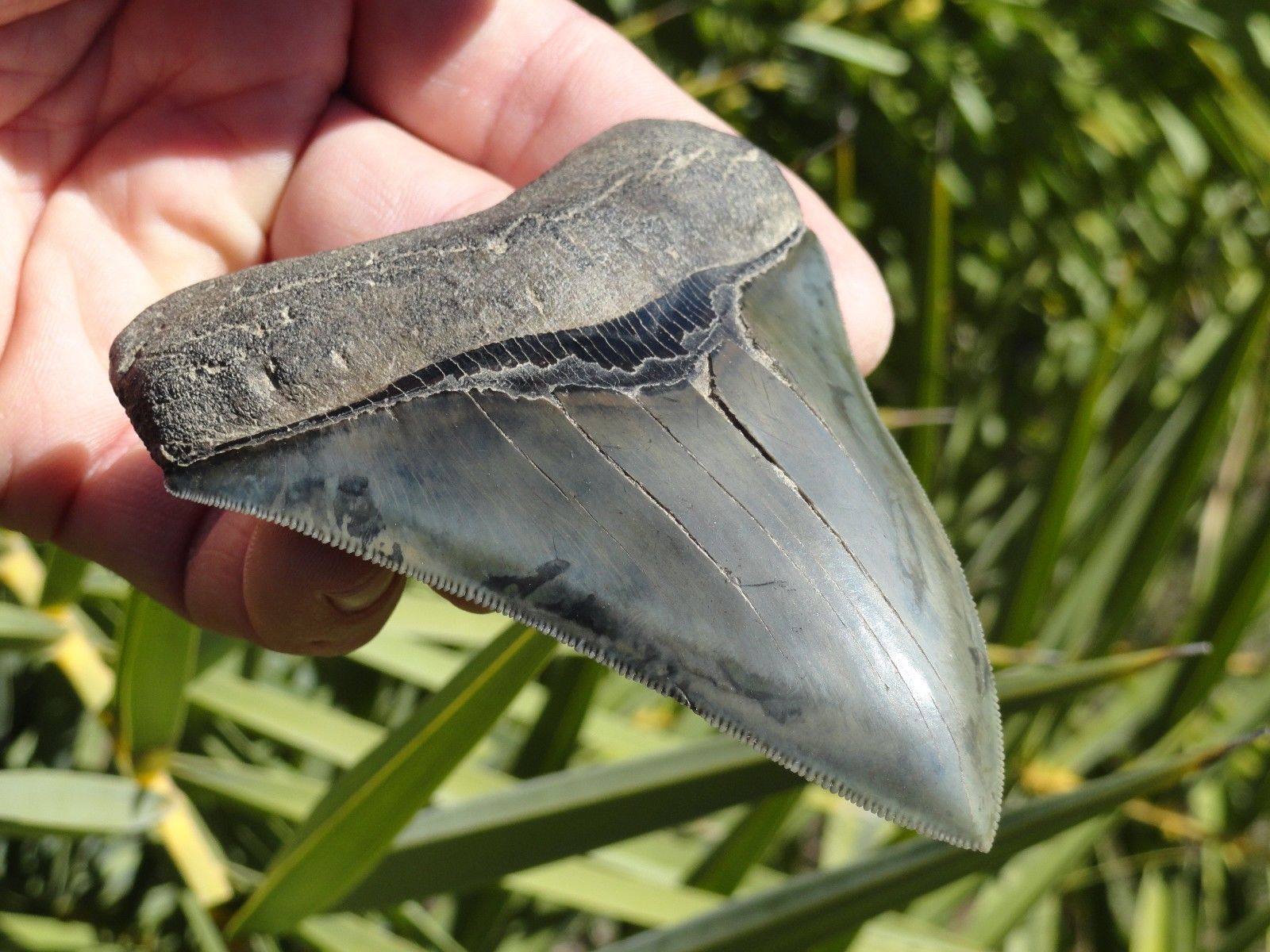 megalodon 2.jpg