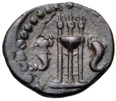 Megaris AE Dichalkon b.jpg