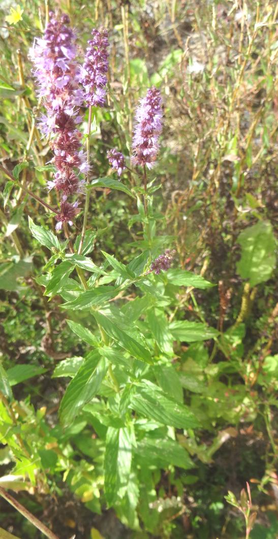Mentha spicata.JPG