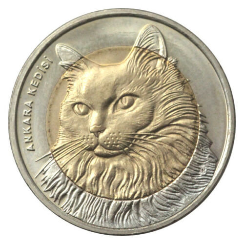meow1 copy.jpg