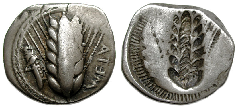 Metapontion Stater.jpg