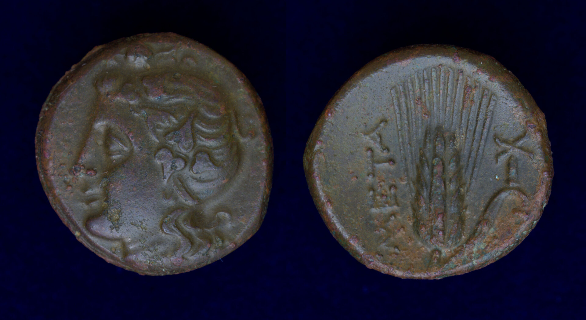 Metapontum AE.jpg