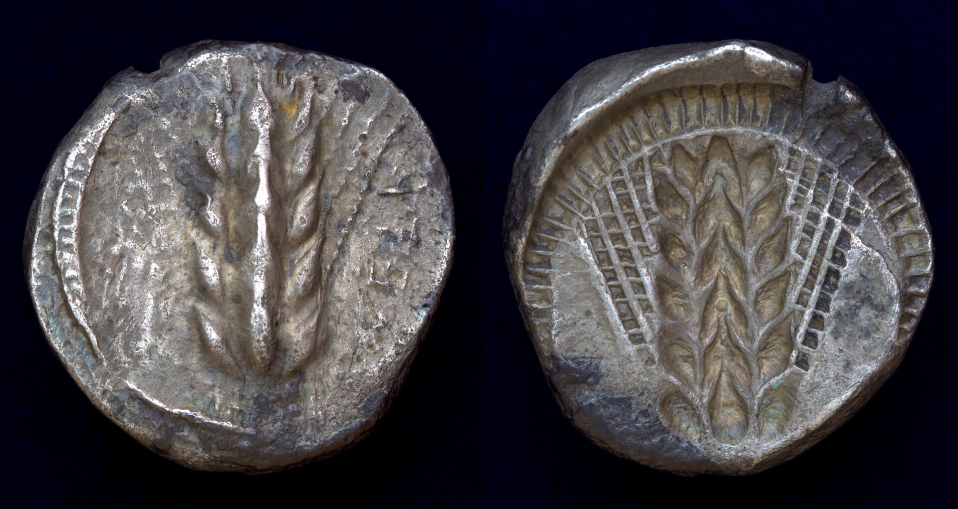 Metapontum Lucania.jpg
