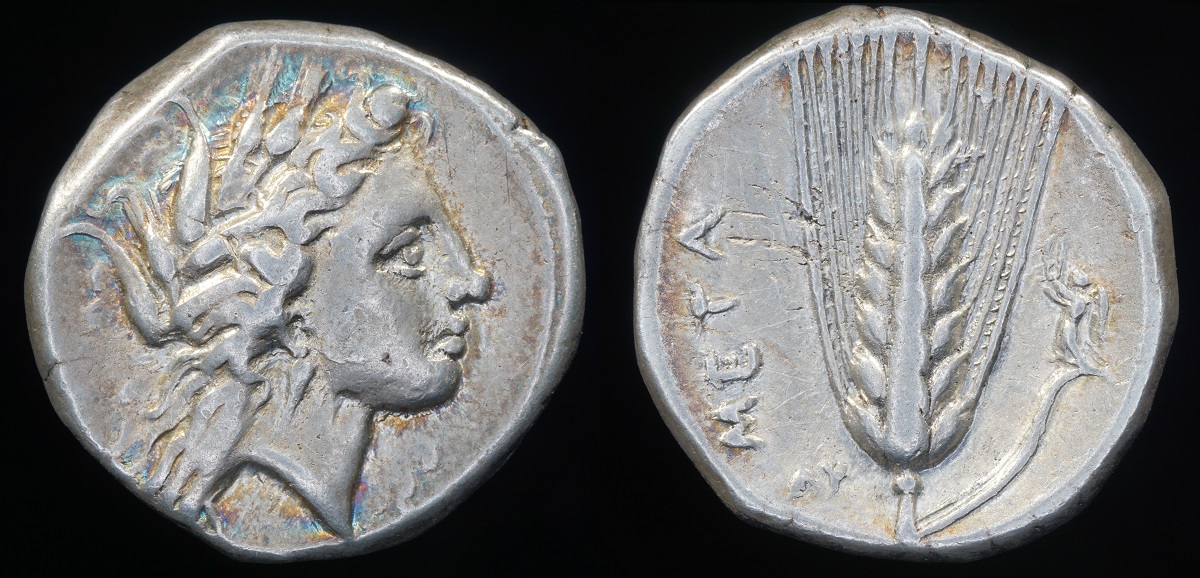 Metapontum Stater 1a.jpg