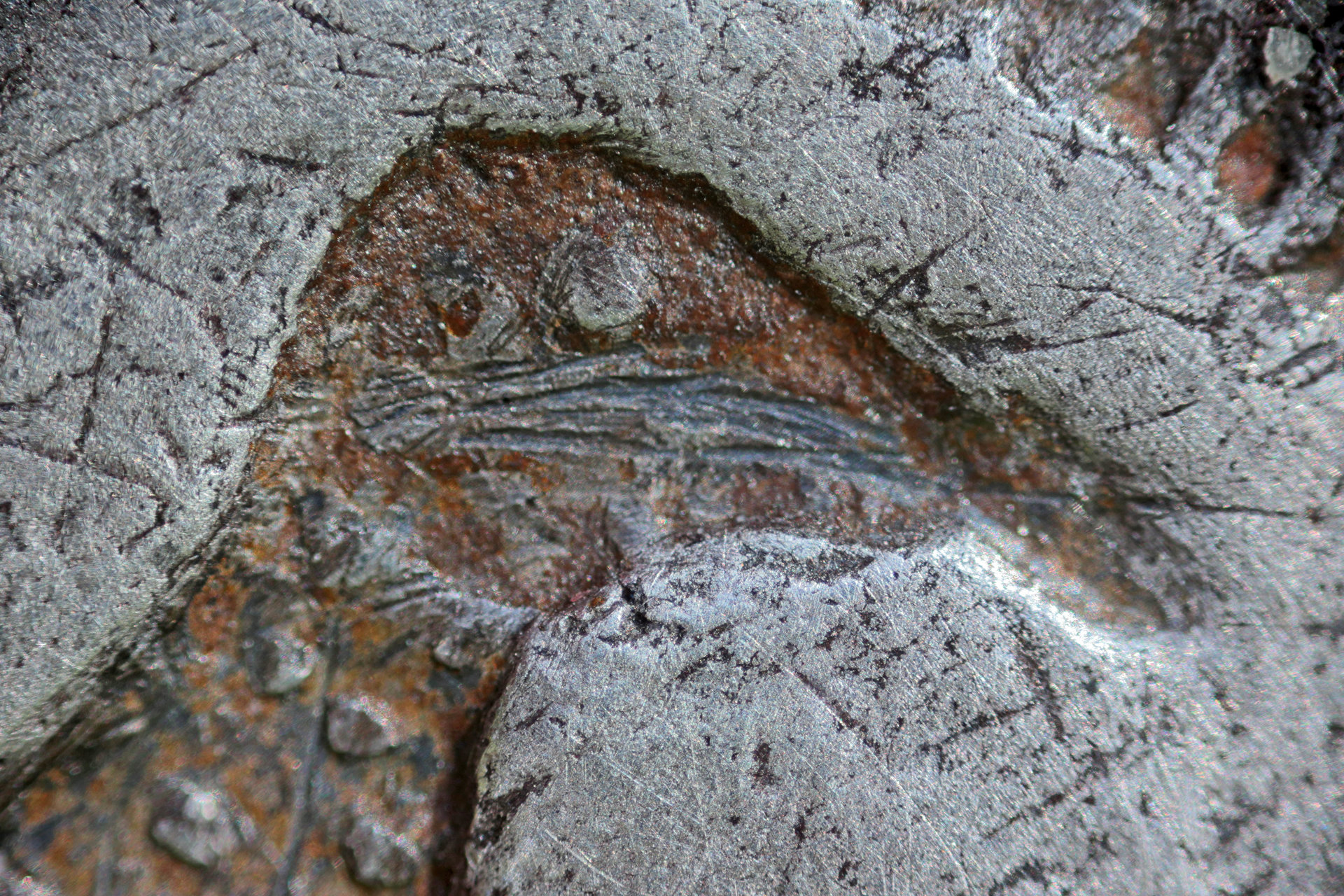 microkrobird02.jpg