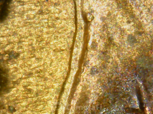 microscope pictures190614_100851.jpg
