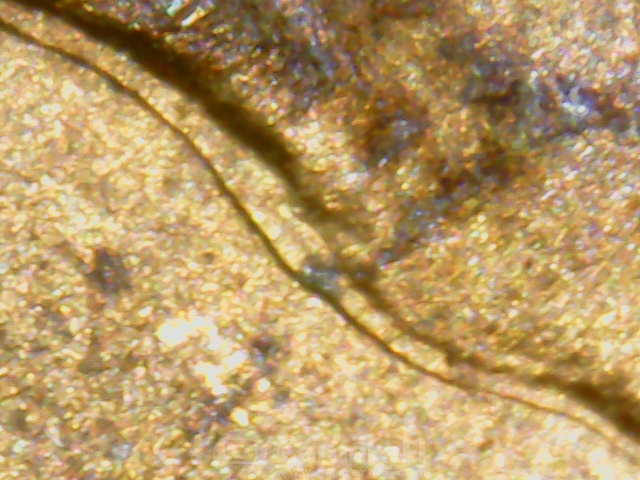 microscope pictures190614_100931.jpg