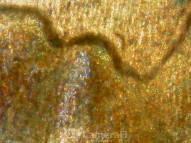 microscope pictures190614_101259.jpg