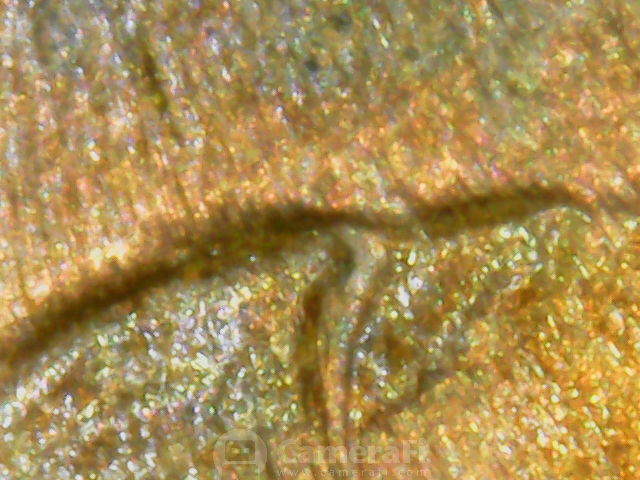 microscope pictures190614_101325.jpg