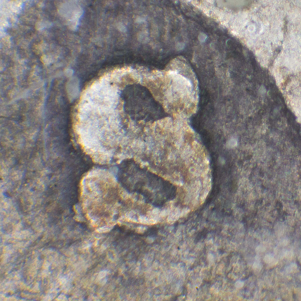 MintMark.jpg
