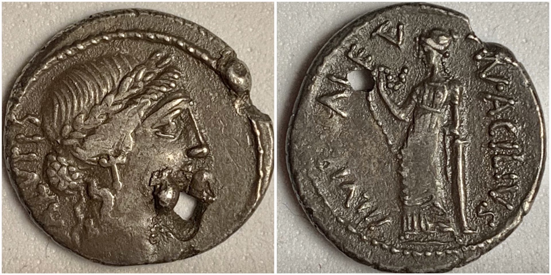 MnAciliusGlabrioCr442-1a.JPG