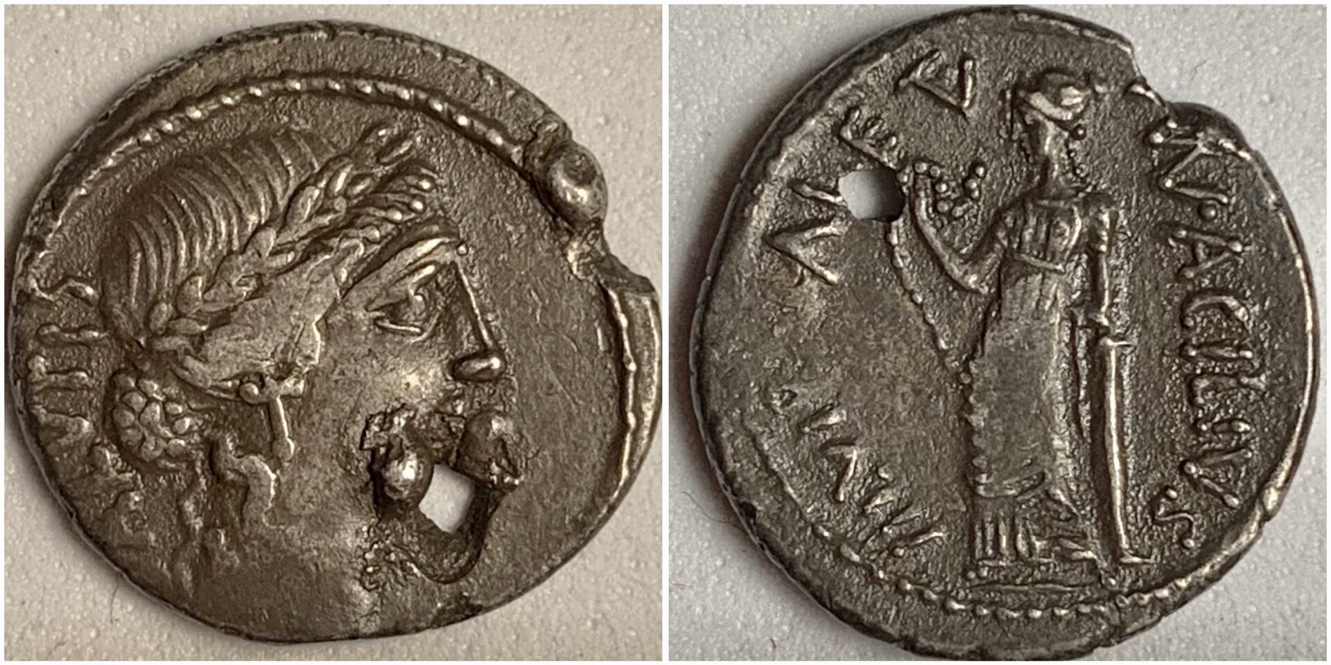 MnAciliusGlabrioCr442-1a.JPG