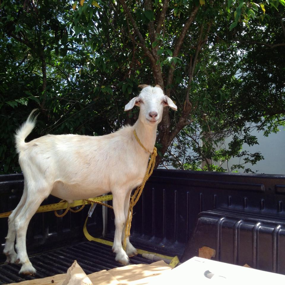 MobileGoat.jpg