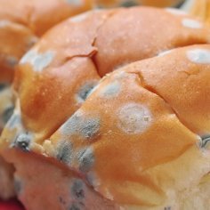 moldy_bread_s.jpg
