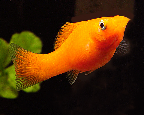 molly_gold_nugget_female_100614b2_w0480.jpg