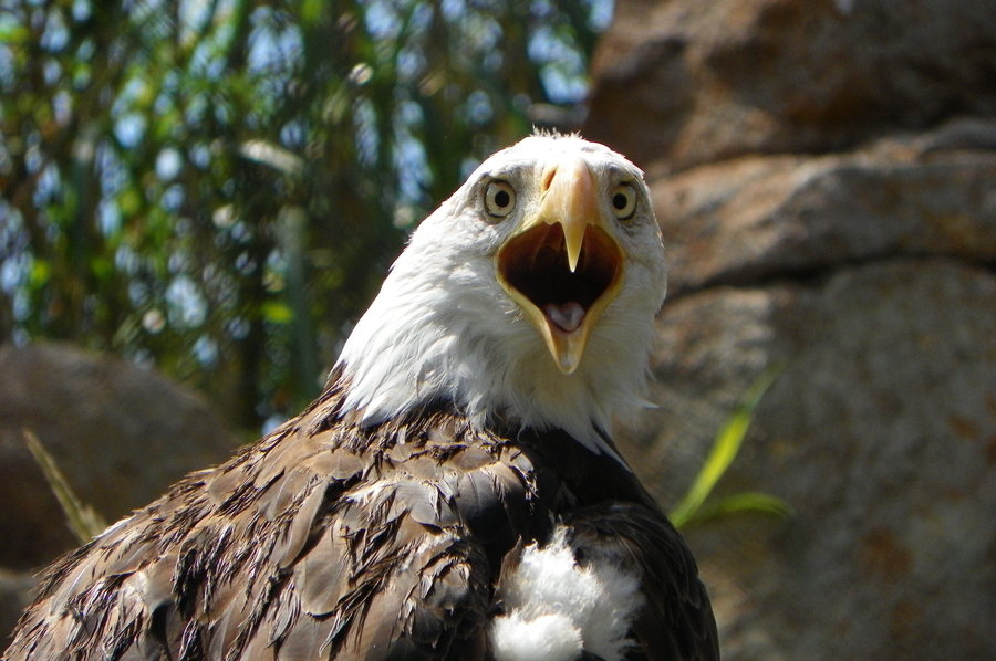 molting_bald_eagle_by_dingo84dogs-d47171e.jpg