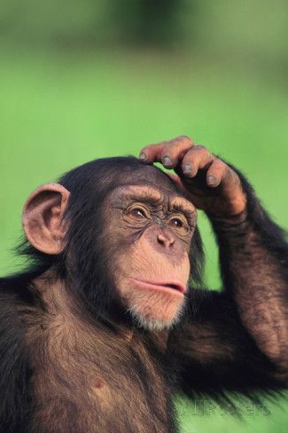 monkey.jpg