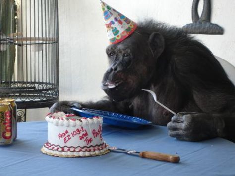 monkey.jpg