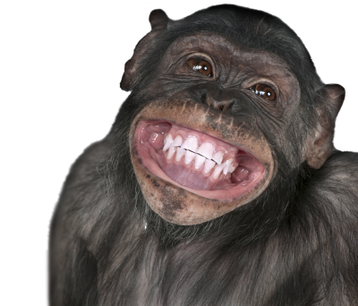 monkey.png
