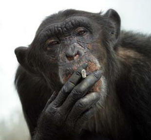 monkey smoking too.jpg