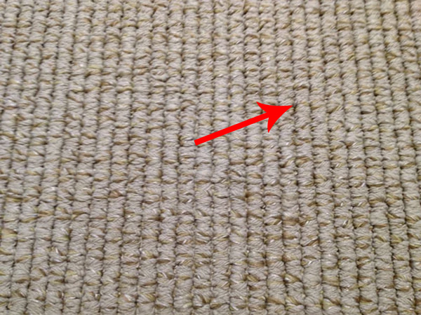 MonkeyOnCarpet-Marked.jpg