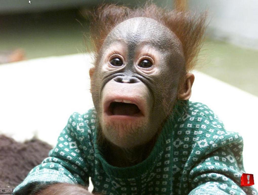 monkeys_wallpaper-239.jpg