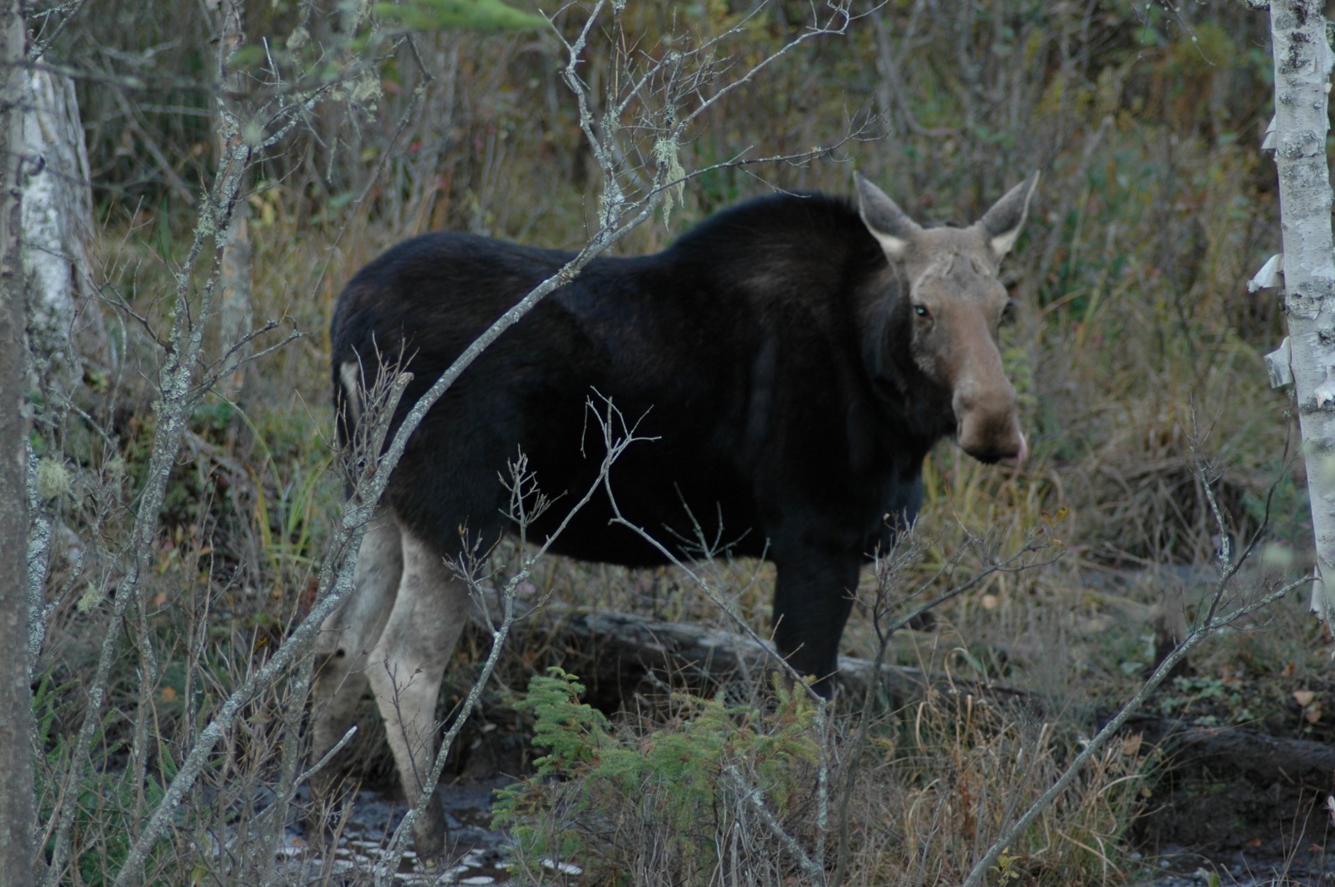 moose 2.JPG