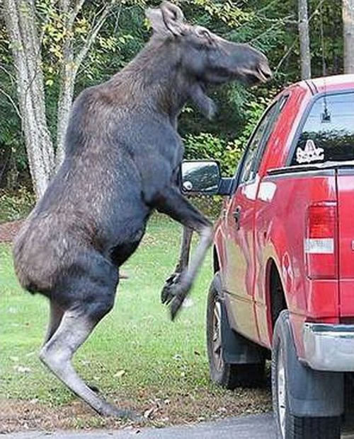moose 2.jpg