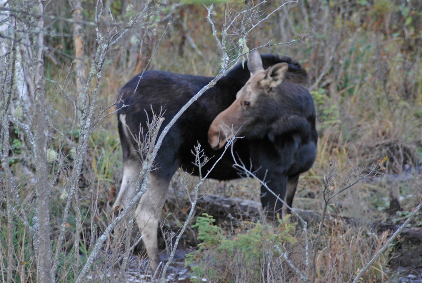 Moose 2001.jpg
