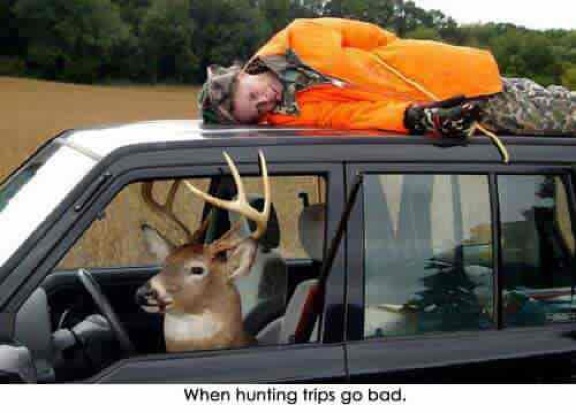 moose 3.jpg