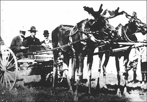 moose in harness 3.jpg