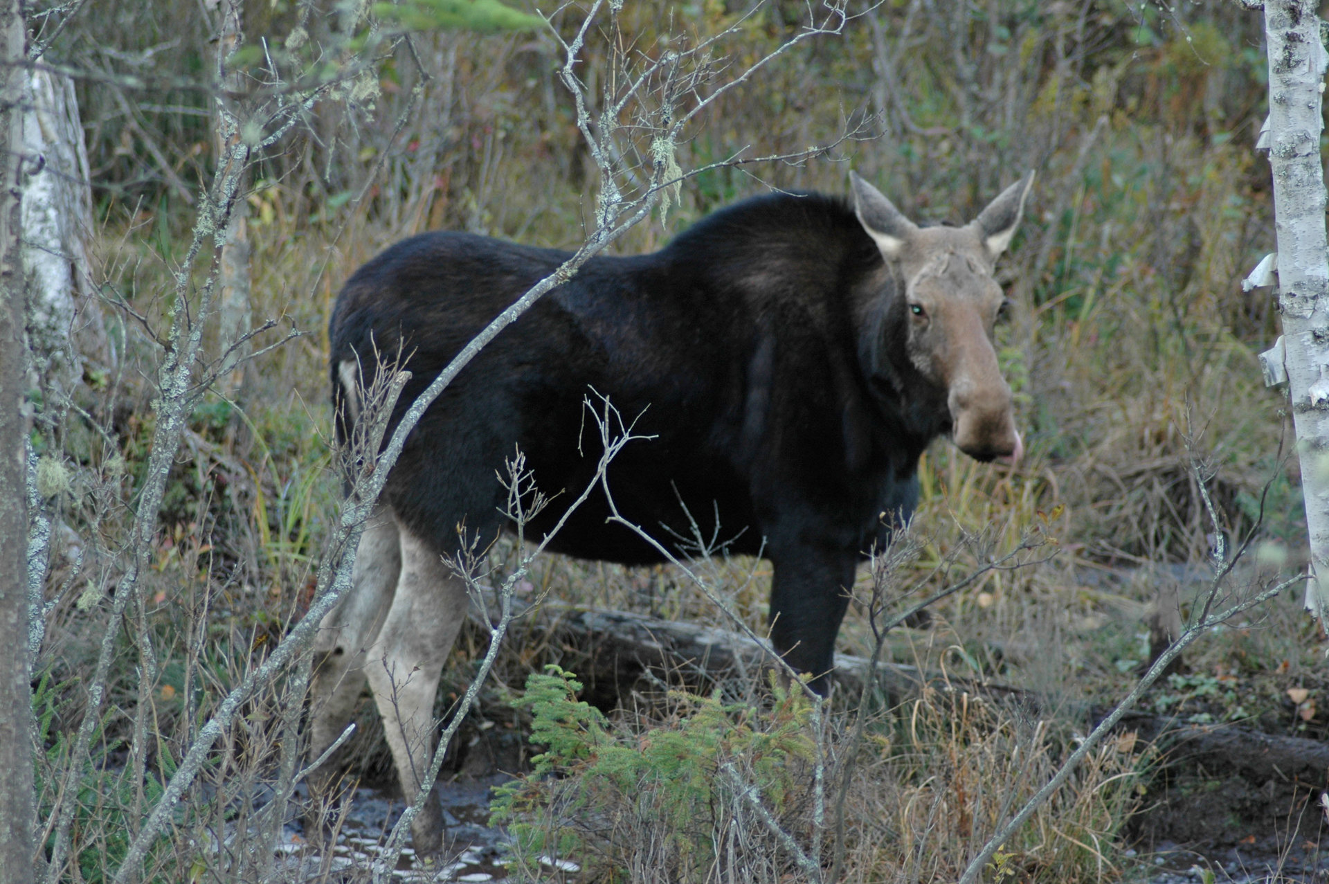 moose.jpg
