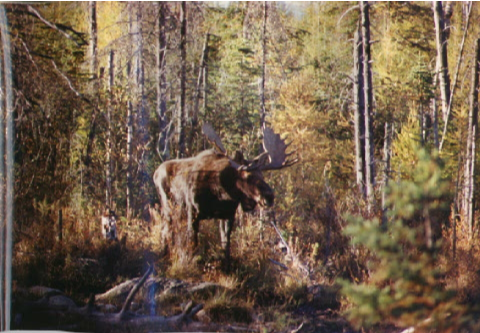 moose oct 1995 1.png