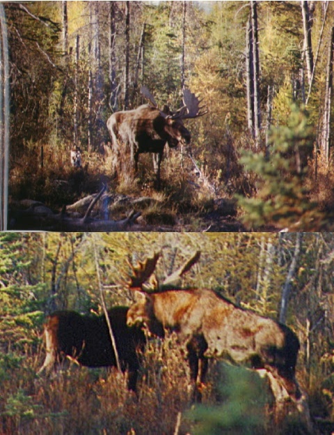 moose oct 1995 Rut season.jpg