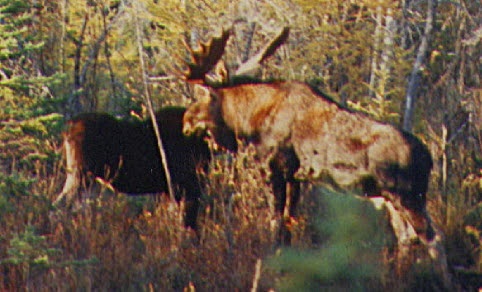 moose rut 2.jpg