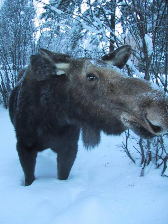 moose snow.jpg