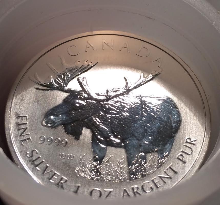 moose1.jpg