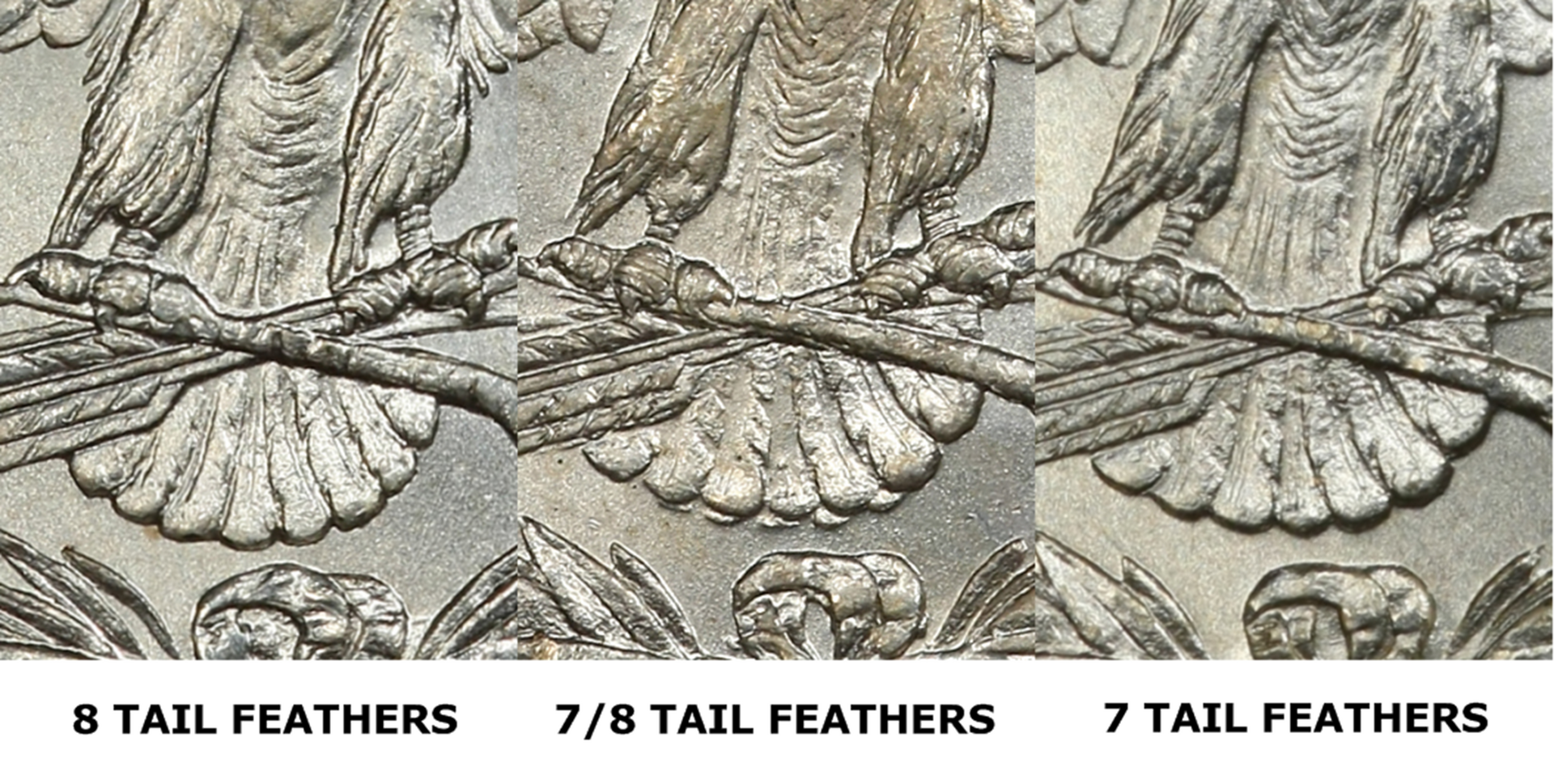 Morgan Tail Feathers.png