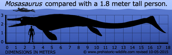 mosasaurus-size photo.jpg