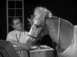 mr ed.jpg
