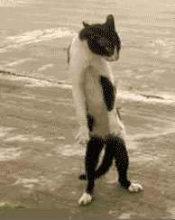 ms-BGLdii.gif