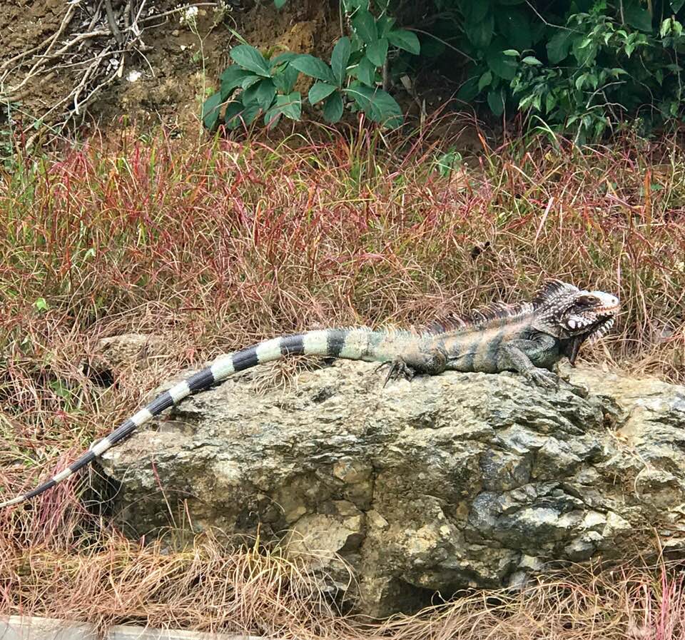 MuckiIguana.jpg
