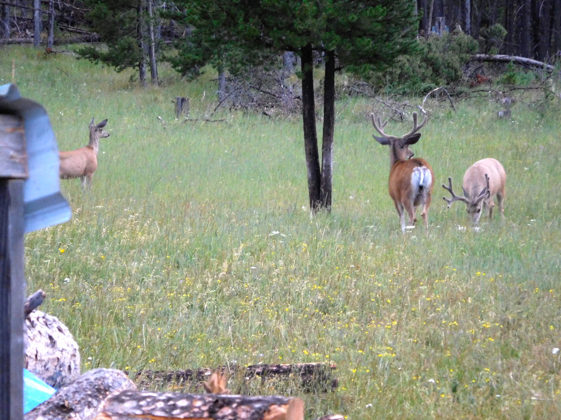 Mulies at lick.JPG.jpg