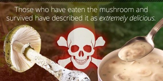 mushroom.jpg