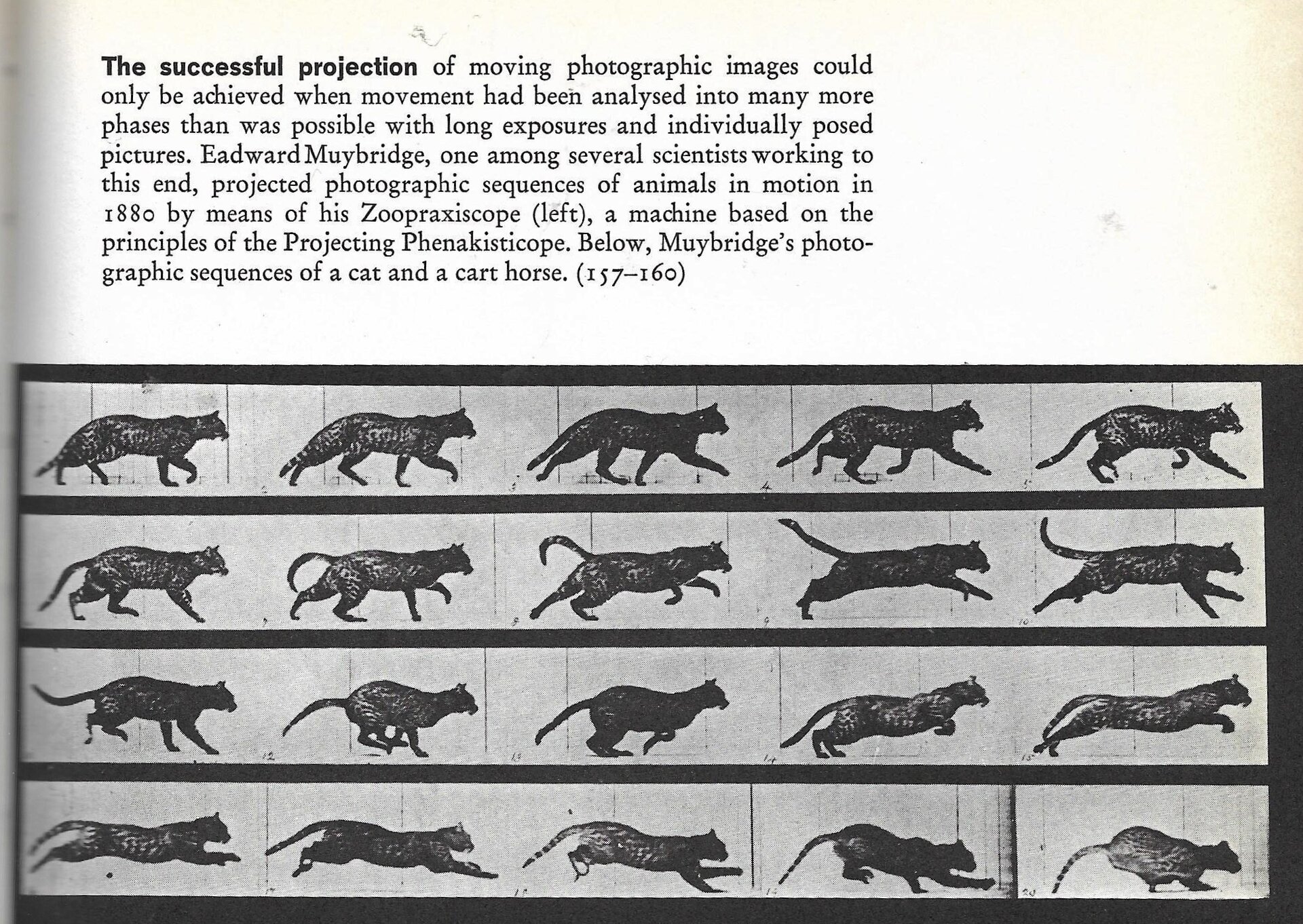 Muybridge cat sequence.jpg